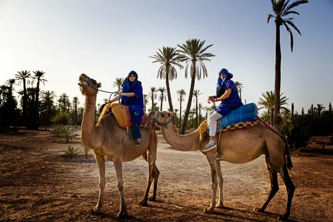 The Anatomy of a Camel: Built for the Desert